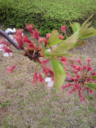 201004190725000