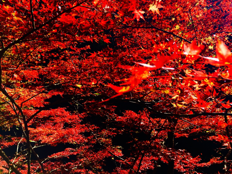 20151105_18