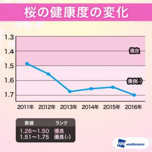 桜の健康状態は過去6年で最悪、樹勢衰退への警鐘