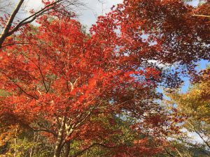 2016年11月6日 鳥取県日南湖 「kan」さん