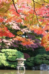 2016年11月5日 山形県もみじ公園 「桜のキャンディ」さん