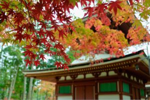 2016年11月6日 和歌山県高野山 「みゅう」さん