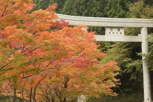 2016年11月6日 愛媛県面河渓 「おりせい」さん