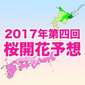 関東南部や九州は今週から開花ラッシュ！来週末から満開の予想