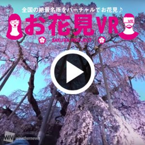 ウェザーニューズ、日本の桜“人気名所TOP10”の『お花見VR』を公開