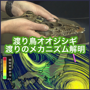 ウェザーニューズ、世界初のオオジシギの渡りのメカニズム解明に貢献
