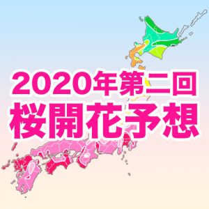 【第二回桜開花予想】東京・高知・福岡が桜開花トップ！九州南部は暖冬で開花に遅れ