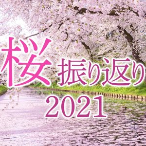 【桜の振り返り調査】桜前線が記録的な早さで北上、過去3年で最も短い見頃の長さに