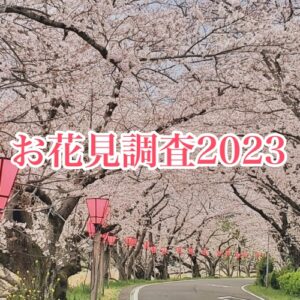 今年のお花見は過半数が「行く」！宴会は「しない」が多数派