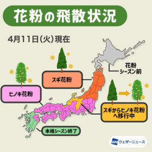 西・東日本の花粉は来週にもピーク越え、3月までの飛散量は昨年比2.6倍