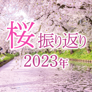 今年のお花見、過半数が「行った」！長い見頃と制限緩和で回数が2倍に