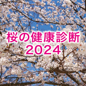 【桜の健康診断2024】健康状態は過去最悪の昨年より改善